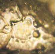 polluted water crystal by Emoto